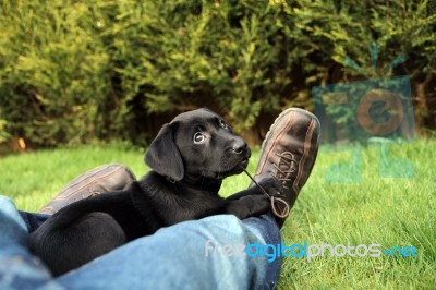 Black Labrador Puppy Stock Photo