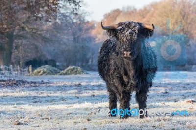 Black Scottish Highlander Cow In Winter Landscape Stock Photo