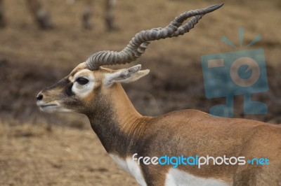 Blackbuck Deer Stock Photo