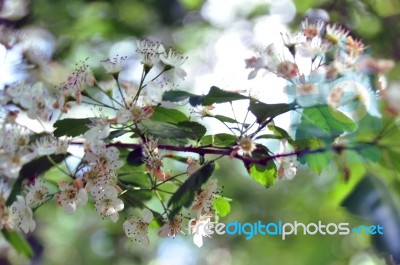 Blackthorn Blossom Stock Photo