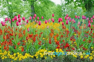 Blooming Tulips In Garden Stock Photo