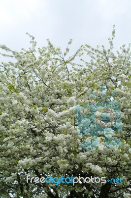 Blossom Stock Photo