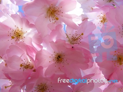 Blossom Canopy Stock Photo