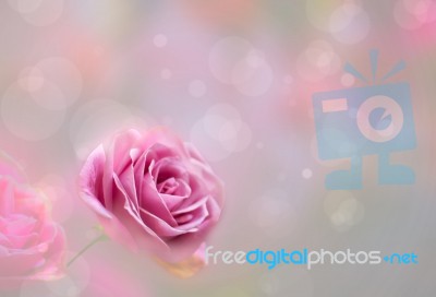 Blossom Pink Roses And Bokeh Stock Photo