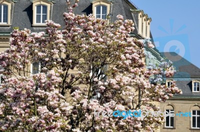 Blossoming Magnolia Tree Stock Photo