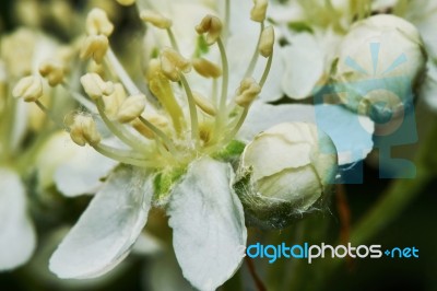 Blossoming Mountain Ash Stock Photo