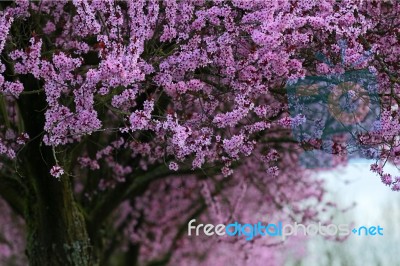 Blossoming Tree Stock Photo