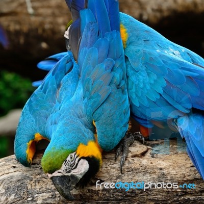 Blue And Gold Macaw Stock Photo