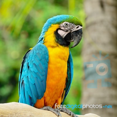 Blue And Gold Macaw Stock Photo