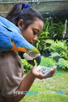 Blue-and-yellow Macaw, Ara Ararauna Perching On Girld Shoulder A… Stock Photo