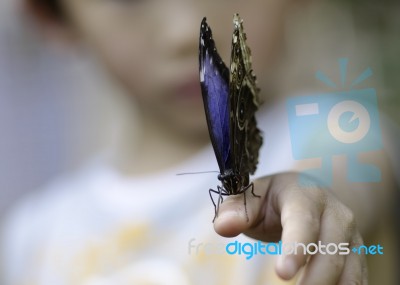 Blue Butterfly Stock Photo