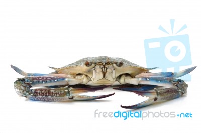 Blue Crab Stock Photo