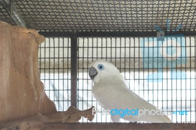Blue Eye Socket Cockatoo Stock Photo