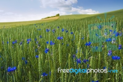 Blue Flower Stock Photo