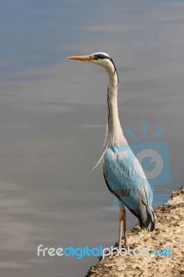 Blue Heron Stock Photo