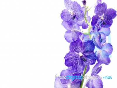 Blue Orchid On White Stock Photo