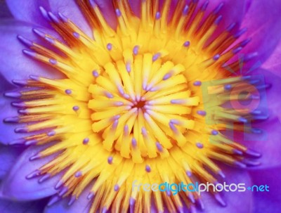 Blue Water Lily Stock Image