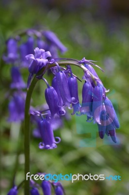 Bluebells Stock Photo