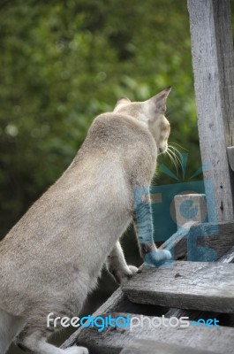 Bluish-gray Colored Cat Stock Photo
