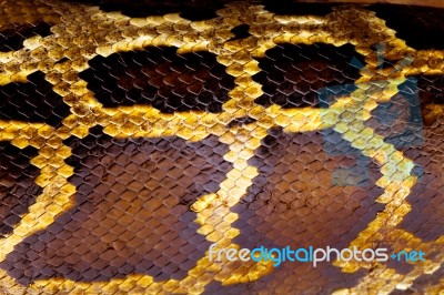 Boa Snake Skin Stock Photo Boa Snake Skin Stock Photo