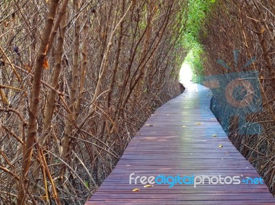Boardwalk Between Dead Trees Stock Photo