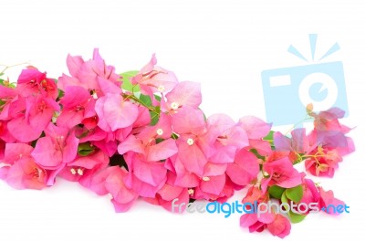 Bougainvillea Stock Photo