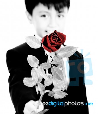 Boy Holding Up A Red Rose For A Girl Stock Photo