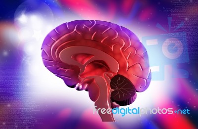 Brain Stock Image