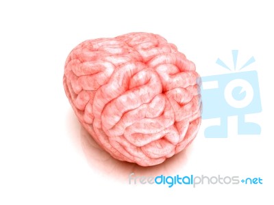 Brain Stock Image