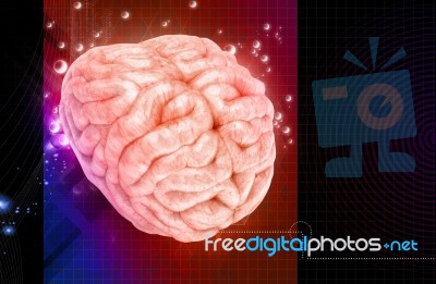 Brain Stock Image