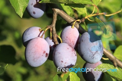 Branch Of Plums Stock Photo