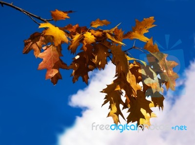 Branch With Bright Yellow Autumn Leaves Stock Photo