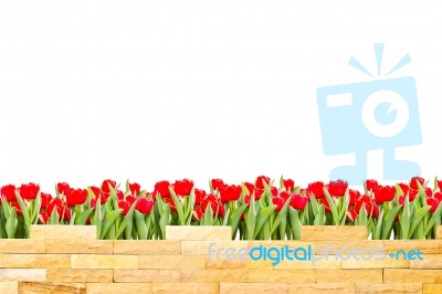 Brick Wall With Beautiful Red Tulips Behind And White Background… Stock Photo