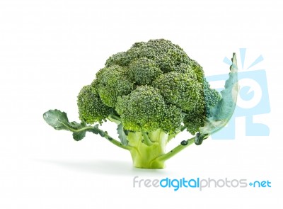Broccoli Vegetable Isolated On White Background Stock Photo