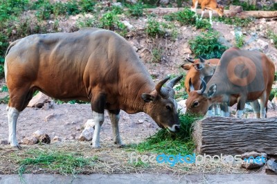 Brown Banteng And Calf Eating Grass Stock Photo