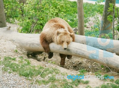 Brown Bear lying Stock Photo