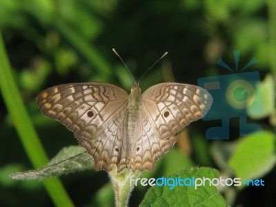 Brown Butterfly Stock Photo