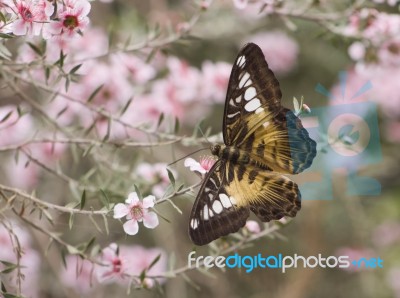 Brown Clipper Butterfly Stock Photo