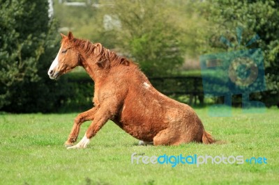 Brown Horse Getting Up Stock Photo