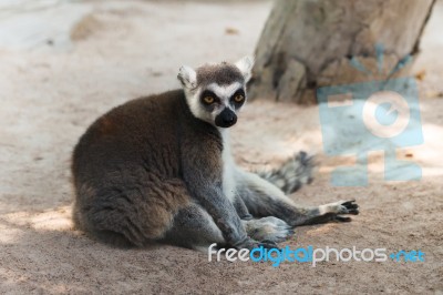 Brown Lemur On Ground Stock Photo