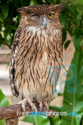 Brown Owl Close Up Stock Photo
