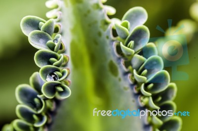 Bryophyllum Stock Photo