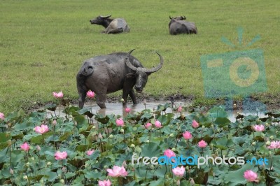 Buffalo In Lotus Garden Stock Photo