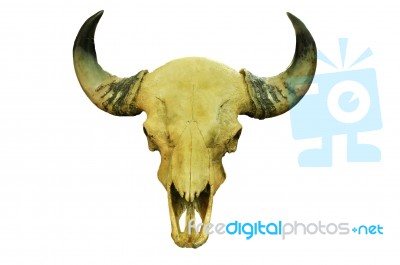 Buffalo Skull Stock Photo