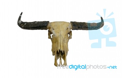 Buffalo Skull Stock Photo