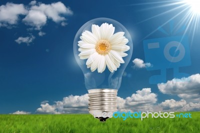 Bulb Flower Idea Stock Photo