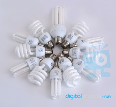 Bulbs Collection Stock Photo