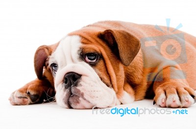 Bulldog Puppy Stock Photo
