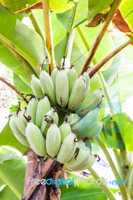 Bunch Of Bananas Stock Photo