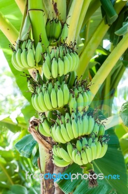 Bunch Of Raw Bananas Stock Photo